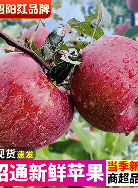 云南昭通冰糖心苹果9斤新鲜水果当季脆甜丑苹果红富士10苹果