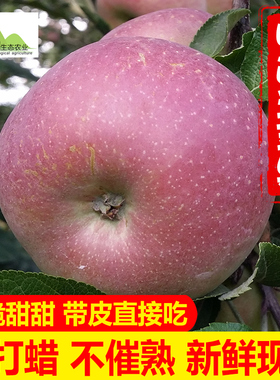 云南昭通丑苹果红富士高山现摘脆甜冰糖心野生当应季新鲜水果9斤
