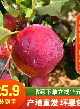 山西吉县苹果水果新鲜当季冰糖心整箱脆甜一级红富士丑苹果礼盒装