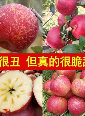 【爆甜】正宗四川大凉山丑苹果红富士冰糖心新鲜水果应季批发整箱