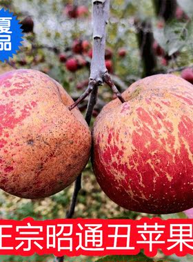 正宗云南昭通丑苹果新鲜农产品山地果天然高山冰糖心红富士10水果