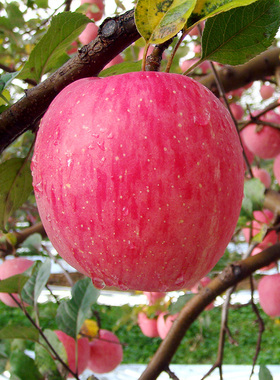 水果新鲜整箱当季陕西洛川红富士市场时令苹果正宗冰糖心脆甜