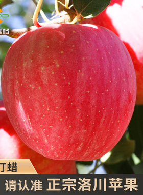 正宗洛川苹果新鲜水果当季整箱10斤陕西一级脆甜红富士冰糖心包邮