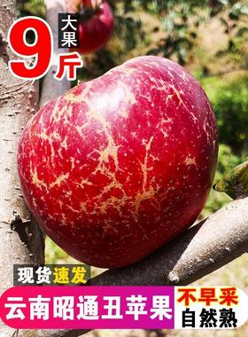 正宗云南昭通丑苹果冰糖心苹果红富士现摘新鲜水果当季整箱9斤大