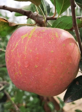 红富士丑苹果净重9斤新鲜原生态水果山西运城脆甜大平果非冰糖心