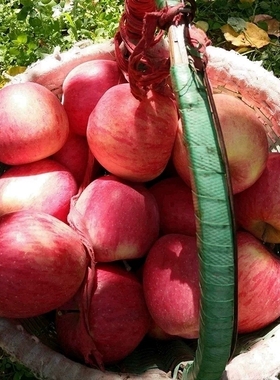 阿坝理县佳山村羌族高原冰糖心苹果10斤礼盒装水果新鲜脆甜红富士