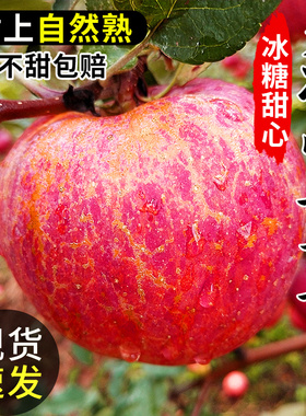 大凉山丑苹果正宗冰糖心苹果水果新鲜当季整箱年货盐源红富士10