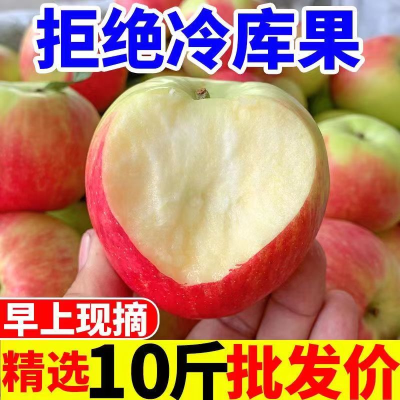【2023正宗嘎啦苹果现货】10斤粉面嘎啦苹果水果新鲜烟台栖霞刮泥