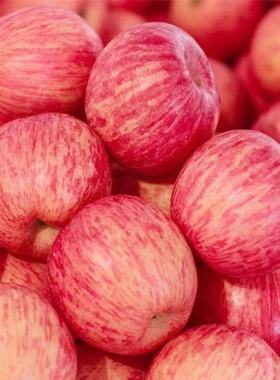 正宗烟台栖霞苹果脆甜红富士水果新鲜应季水果现摘苹果一整箱孕妇