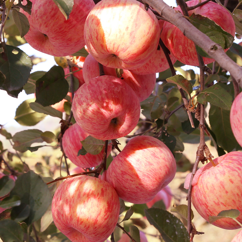 山东烟台苹果栖霞红富士85大果整箱精品吃的苹果水果新鲜脆甜10斤