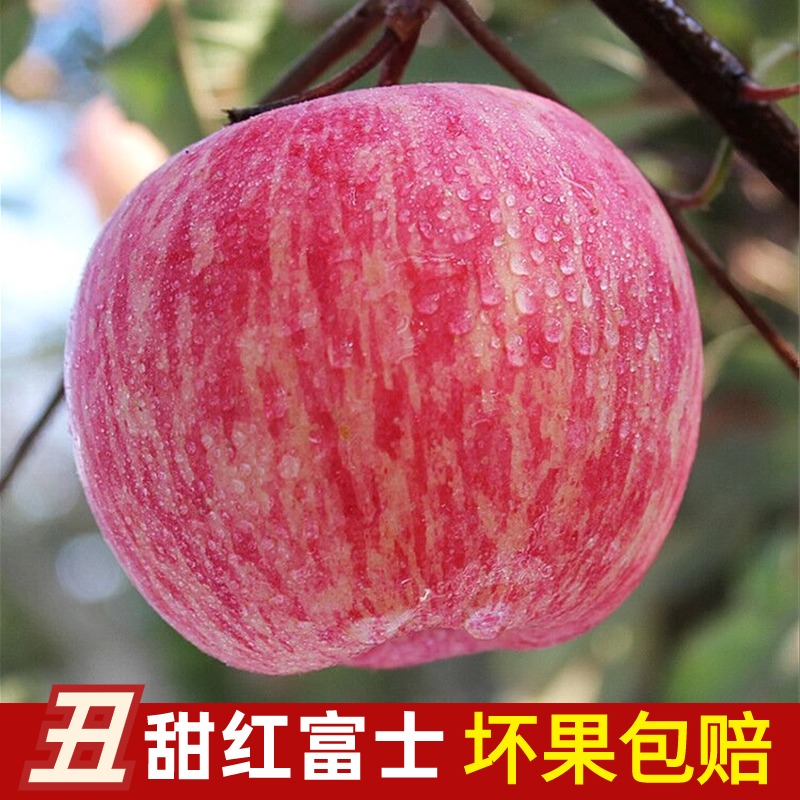 正宗山东烟台丑苹果脆甜栖霞红富士苹果新鲜苹果水果当季整箱
