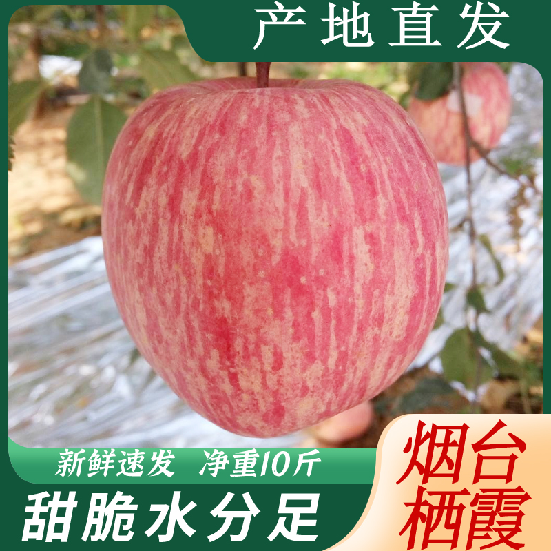 苹果烟台红富士苹果甜脆栖霞苹果水果新鲜当季平安果5斤10斤