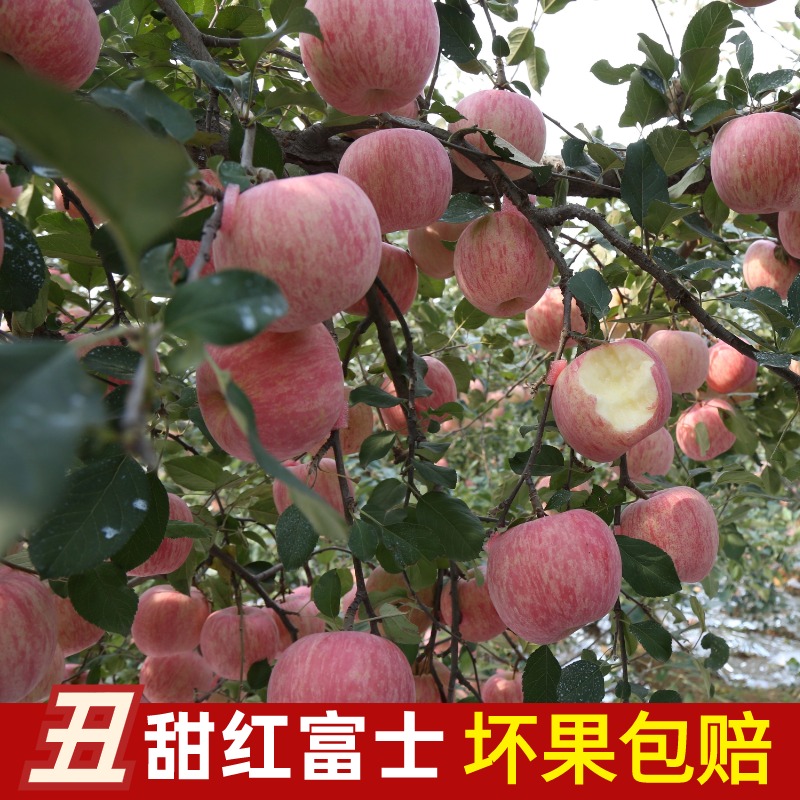 正宗苹果水果山东烟台苹果栖霞红富士一整箱新鲜甜脆水果
