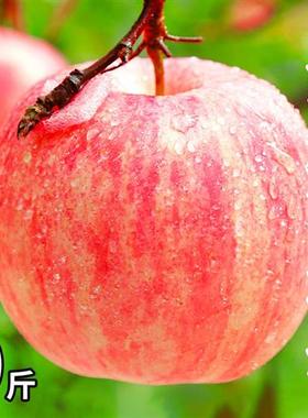 烟台红富士苹果10斤应当季新鲜水果整箱山东栖霞脆甜冰糖心丑苹果