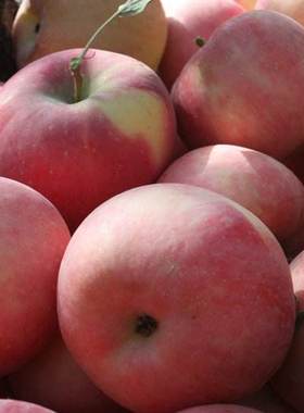 冰糖心红富士苹果10斤新鲜当季水果非烟台栖霞洛川大苹果