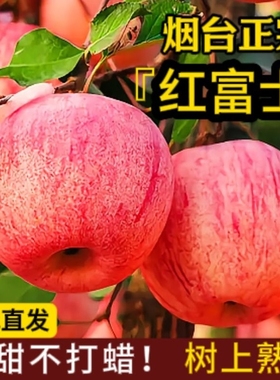 正宗山东烟台红富士苹果水果新鲜当季整箱栖霞冰糖心丑苹果