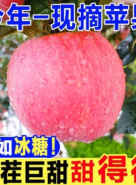 当季现摘烟台苹果新鲜水果5正宗一级果整箱山东栖霞红富士