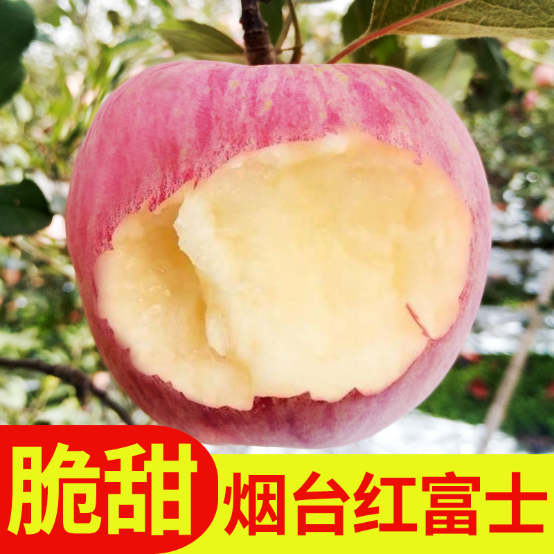 山东新鲜水果烟台 栖霞红富士脆甜苹果特产生鲜果应季5斤10斤