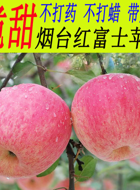 烟台苹果水果新鲜当季脆甜农特产吃助农10斤山东栖霞红富士冰糖心
