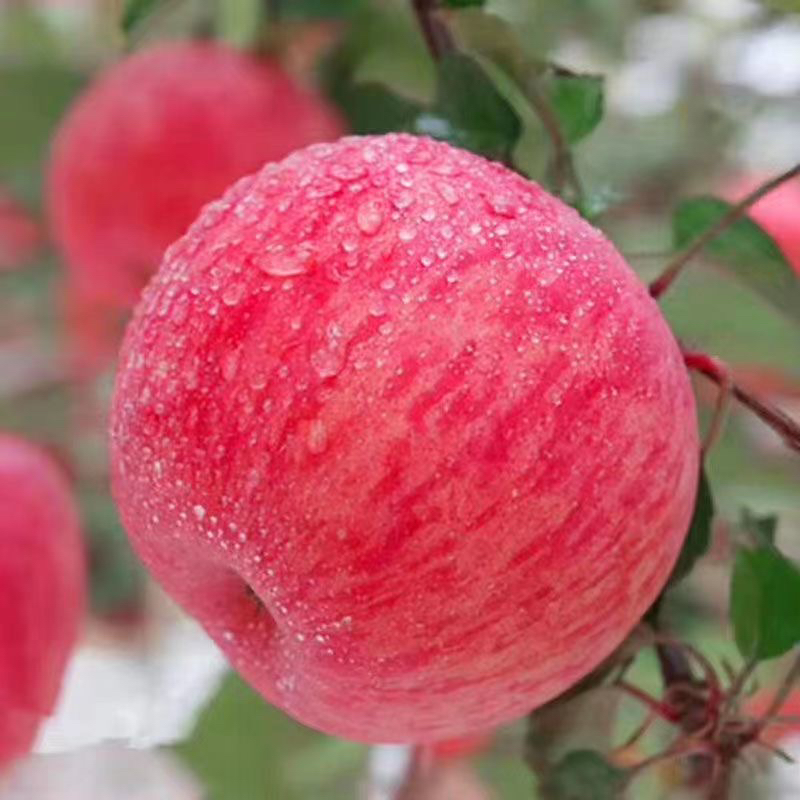2024红富士新鲜山东烟台栖霞红富士脆甜苹果水果苹果5斤整箱包邮