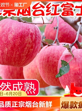 【脆甜多汁】正宗烟台红富士苹果新鲜水果山东栖霞当季整箱10斤