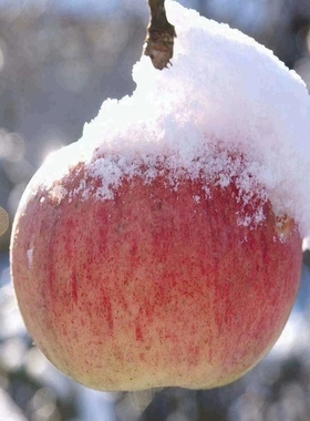 山东烟台霜降栖霞红富士苹果新鲜水果冰糖心5斤包邮脆甜多汁当季