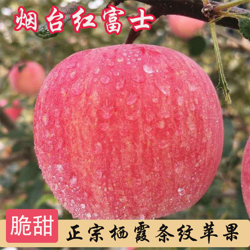 山东烟台红富士苹果新鲜栖霞苹果条纹红富士水果酸甜可口