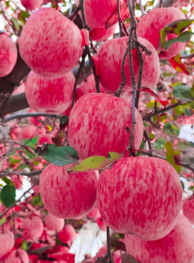 吃的苹果山东烟台红富士苹果生鲜水果新鲜应季脆甜整箱