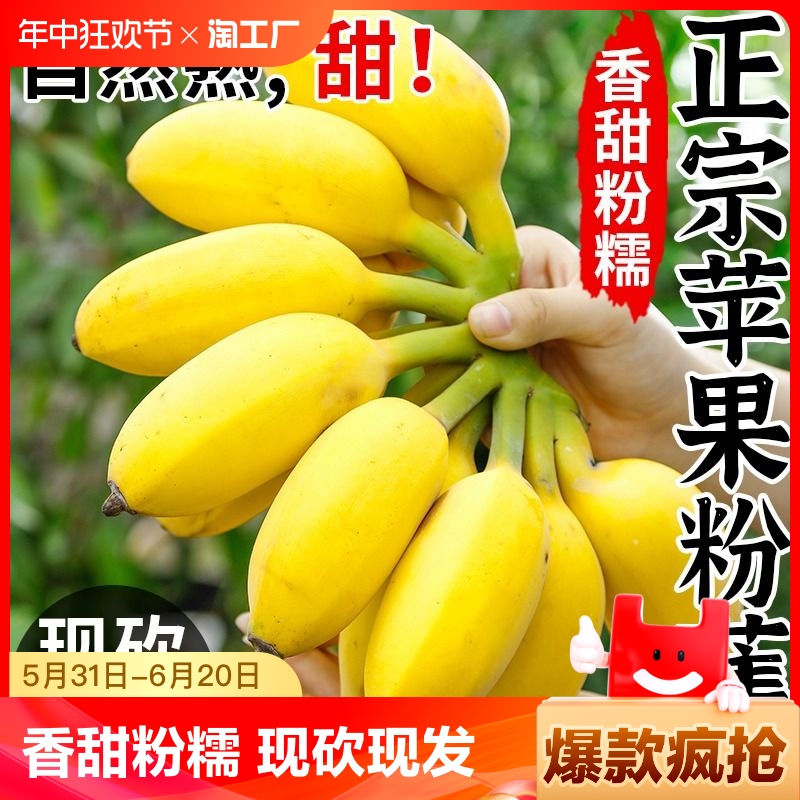苹果蕉香蕉新鲜9斤自然熟当季整箱水果粉蕉小米芭蕉香焦10拒绝