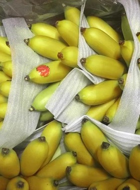 10斤海南新鲜香蕉小米蕉苹果蕉小香蕉非都乐蕉芭蕉