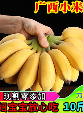 广西新鲜小米蕉带箱10斤香蕉芭蕉海南帝王蕉banana水果苹果粉蕉3
