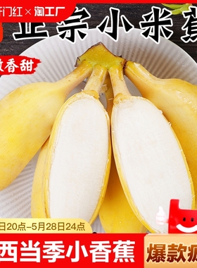 正宗广西小米蕉10香蕉新鲜水果整箱斤当季小香蕉自然熟苹果蕉入口
