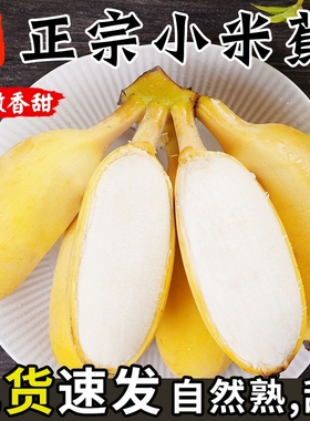 正宗广西小米蕉10香蕉新鲜水果整箱斤当季小香蕉自然熟苹果蕉入口