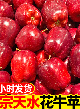 甘肃天水花牛苹果10斤水果新鲜当季整箱包邮红蛇粉面丑平果平安