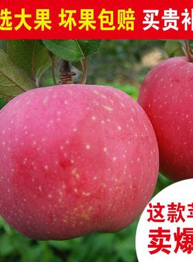 山西壶口吉县红富士苹果水果10斤装整箱新鲜当季现摘
