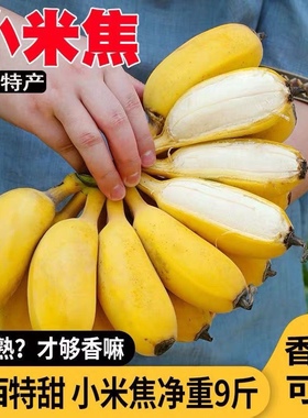 广西小米蕉现摘当季水果新鲜9斤自然熟banana苹果香蕉芭蕉包邮10