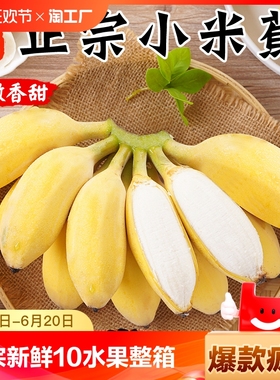 广西小米蕉香蕉新鲜10水果整箱斤当季小香蕉自然熟苹果蕉入口次日