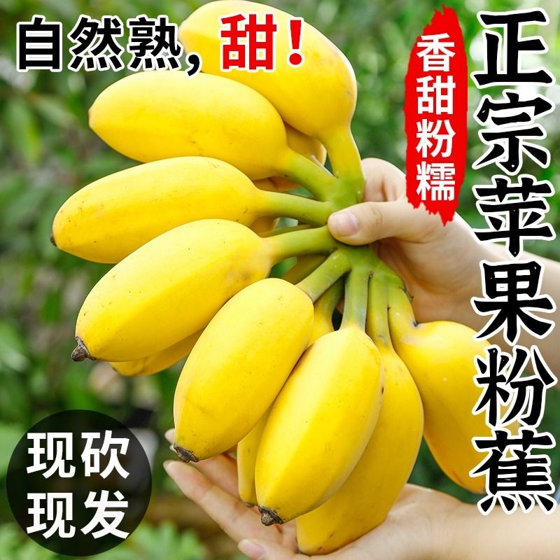 现摘苹果蕉香蕉新鲜9斤自然熟当季整箱水果粉蕉小米芭蕉香焦10