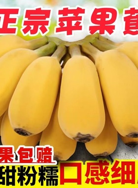苹果蕉香蕉新鲜10斤自然熟包邮粉蕉孕妇水果当季小米蕉芭蕉整箱5