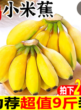 广西小米蕉香蕉新鲜水果9斤小香芭蕉当季苹果蕉整箱自然熟包邮10