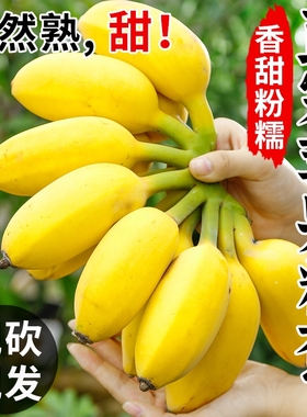 正宗广西苹果蕉10香蕉新鲜水果整箱斤当季小香蕉自然熟苹果蕉入口