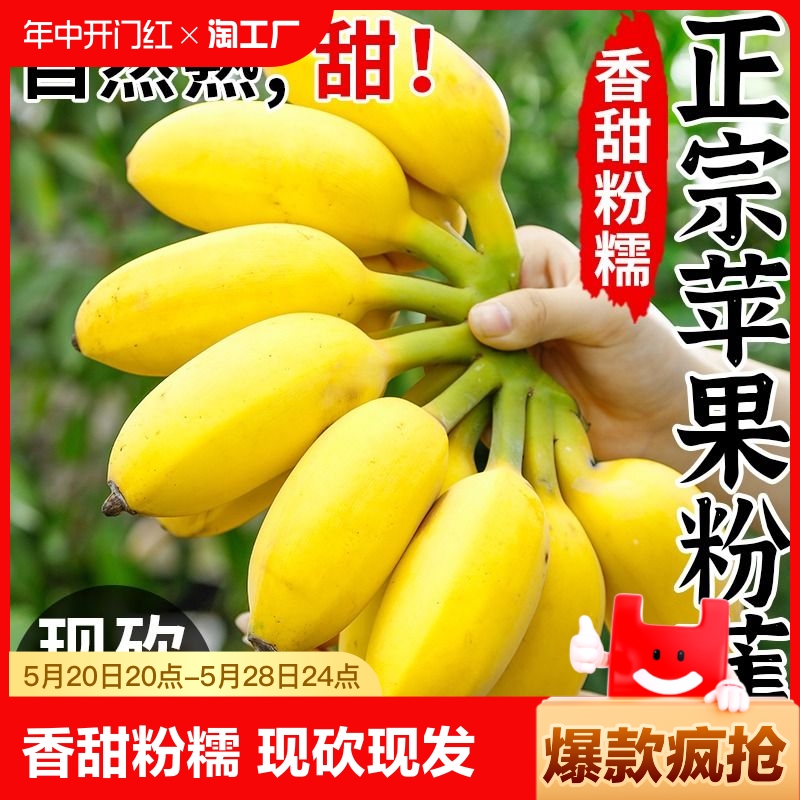 现摘苹果蕉香蕉新鲜9斤自然熟当季整箱水果粉蕉小米芭蕉香焦10