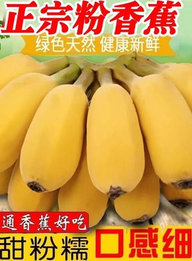 苹果蕉正宗香蕉新鲜9斤自然熟当季整箱水果粉蕉小米芭蕉香焦甜10