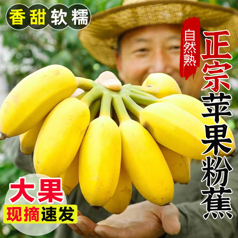 正宗苹果蕉香蕉新鲜9斤当季水果粉焦芭蕉自然熟banana大果10