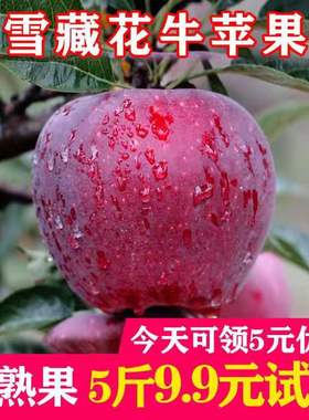新果现摘现发新鲜水果香甜花牛苹果红星红蛇果礼县苹果带箱10斤