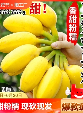 苹果蕉香蕉新鲜9斤自然熟当季整箱水果粉蕉小米芭蕉香焦10拒绝