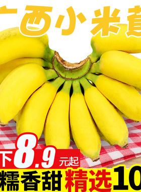 广西小米蕉香蕉水果新鲜10斤芭蕉心当季自然熟皇帝蕉苹果整箱包邮