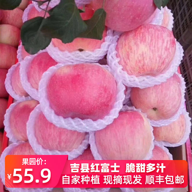 山西吉县壶口红富士苹果水果新鲜应当季整箱脆甜冰糖10斤产地顺丰