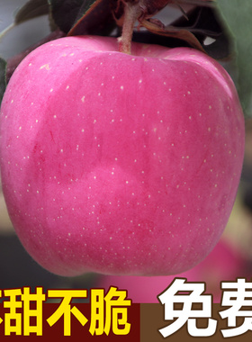 新鲜水果苹果甘肃静宁苹果当季整箱脆甜红富士平果带箱10斤包邮