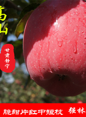甘肃特产静宁苹果应季水果新鲜红富士包邮整箱脆甜冰糖心高山果园